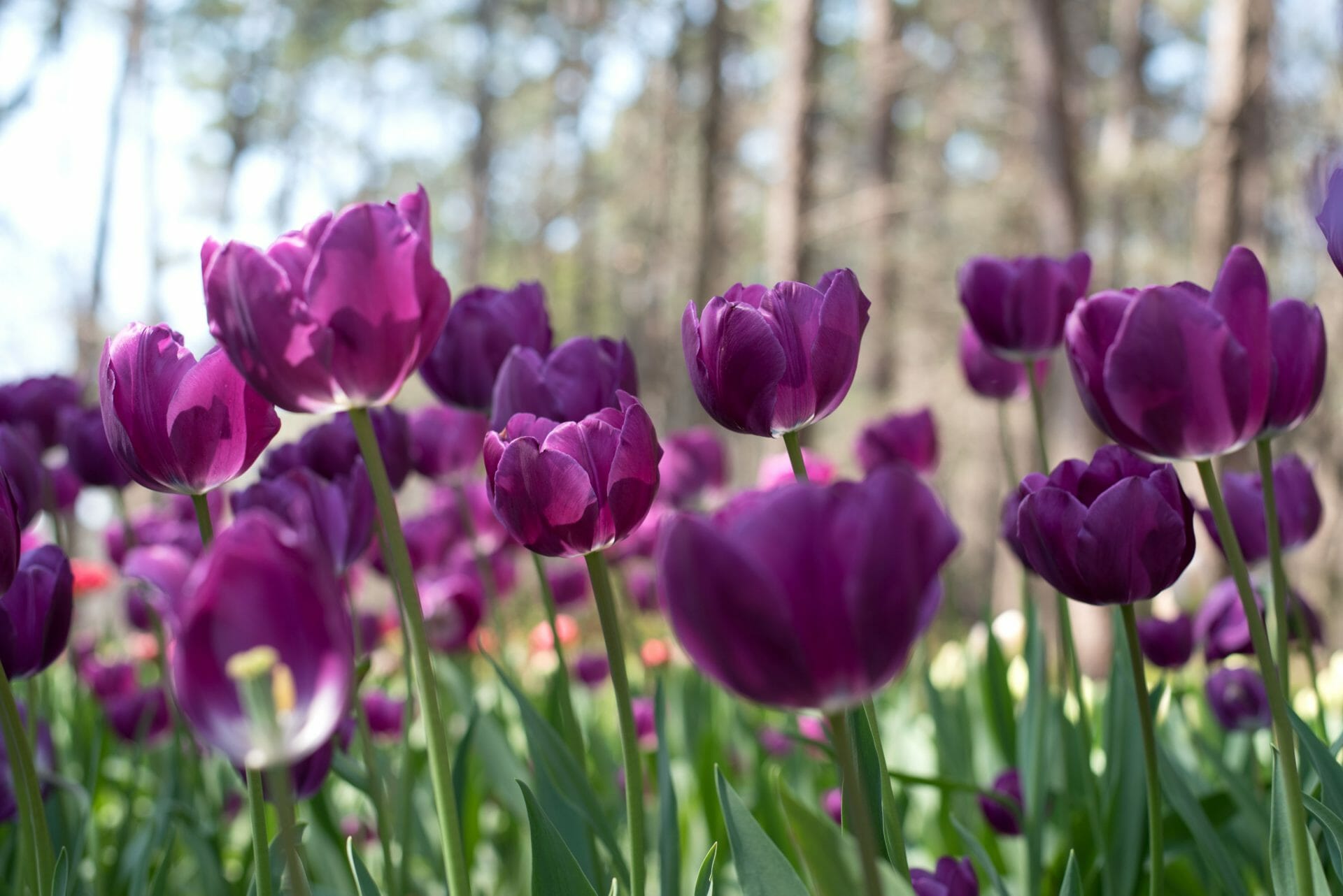 Tulip Season at Garvan Woodland Gardens in Hot Springs, Arkansas