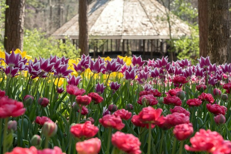 Garvan Woodland Gardens In Hot Springs Arkansas